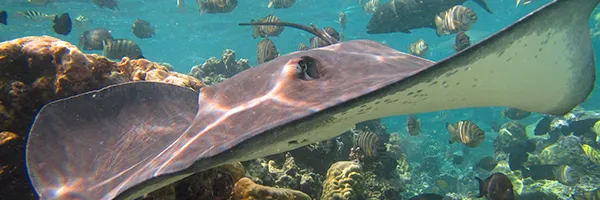 Stingray 2 600X200