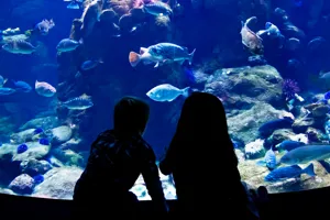 Shipwreck Exhibit | SEA LIFE Aquarium