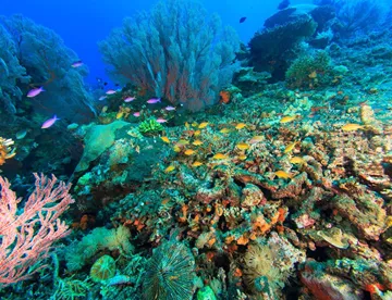 Sea Life Aquarium Coral Header | SEA LIFE Aquarium