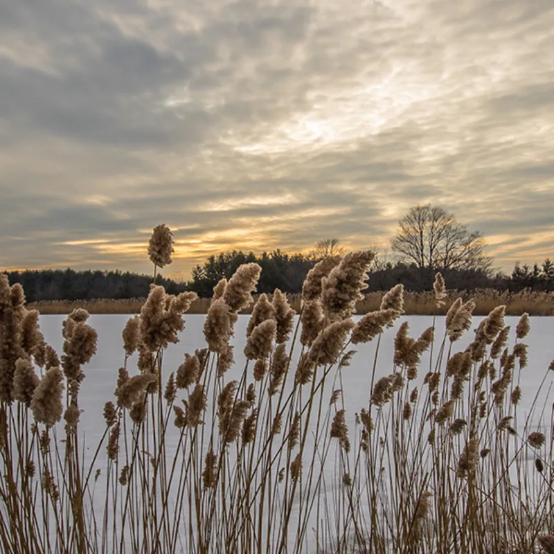 Phragmites in Michigan - Invasive Species | SEA LIFE Michigan Aquarium