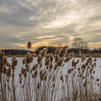 Phragmites 2 600X600