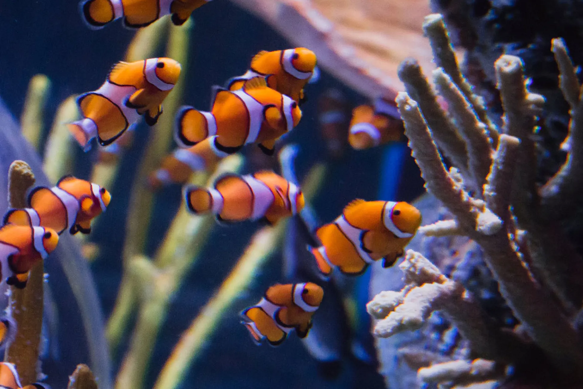 Clownfish SEA LIFE Michigan Aquarium