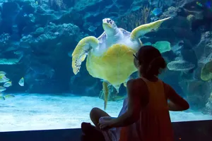 SEA LIFE Michigan Aquarium Turtle + Child 1400X1000