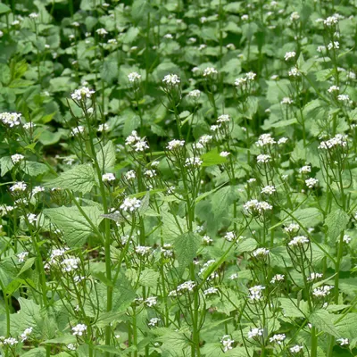 Garlic Mustard 600X600