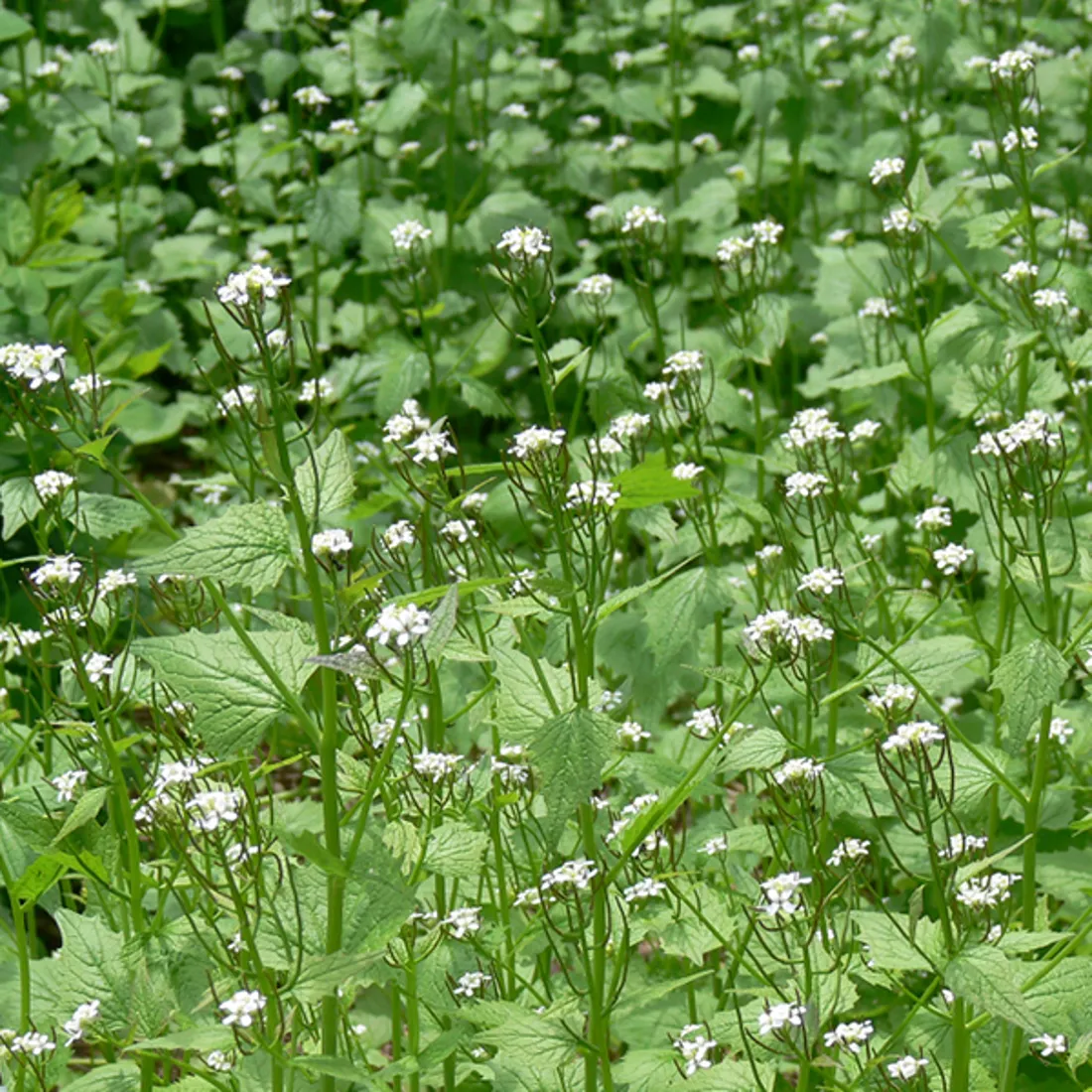 Garlic Mustard in Michigan Invasive Species SEA LIFE Michigan Aquarium