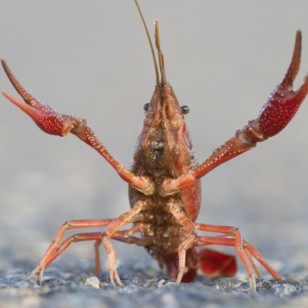 Red Swamp Crayfish 600X600