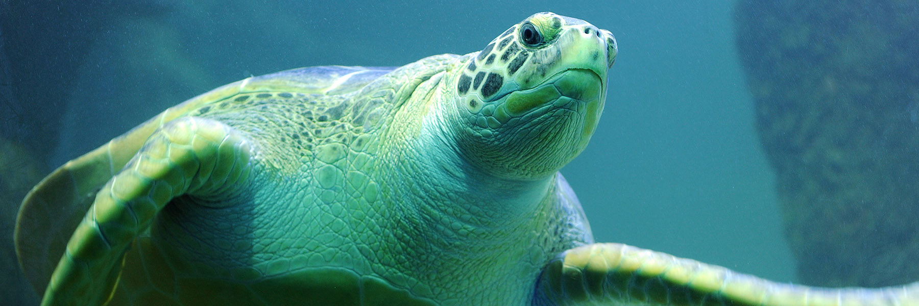 SEA LIFE Aquarium Sea Turtles