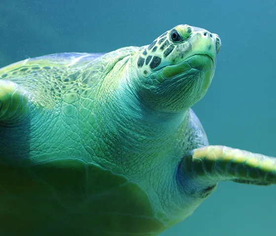 Green Sea Turtle 2 1200X600