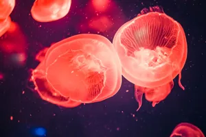 Jellyfish | SEA LIFE Aquarium