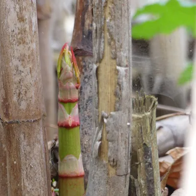 Japanese Knotweed Michigan Invasive Species Sea Life Michigan Aquarium
