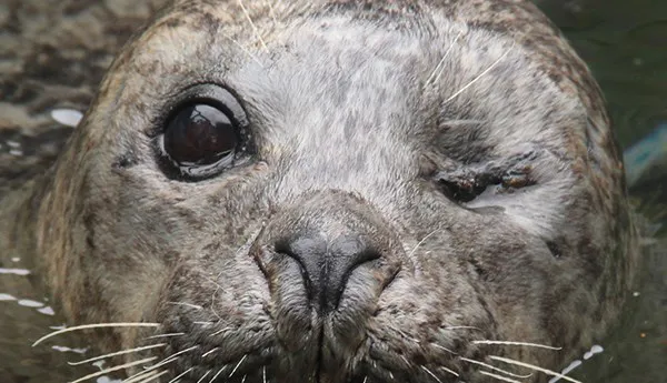 Seal | SEA LIFE Michigan