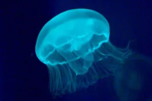 Jellyfish | SEA LIFE Aquarium