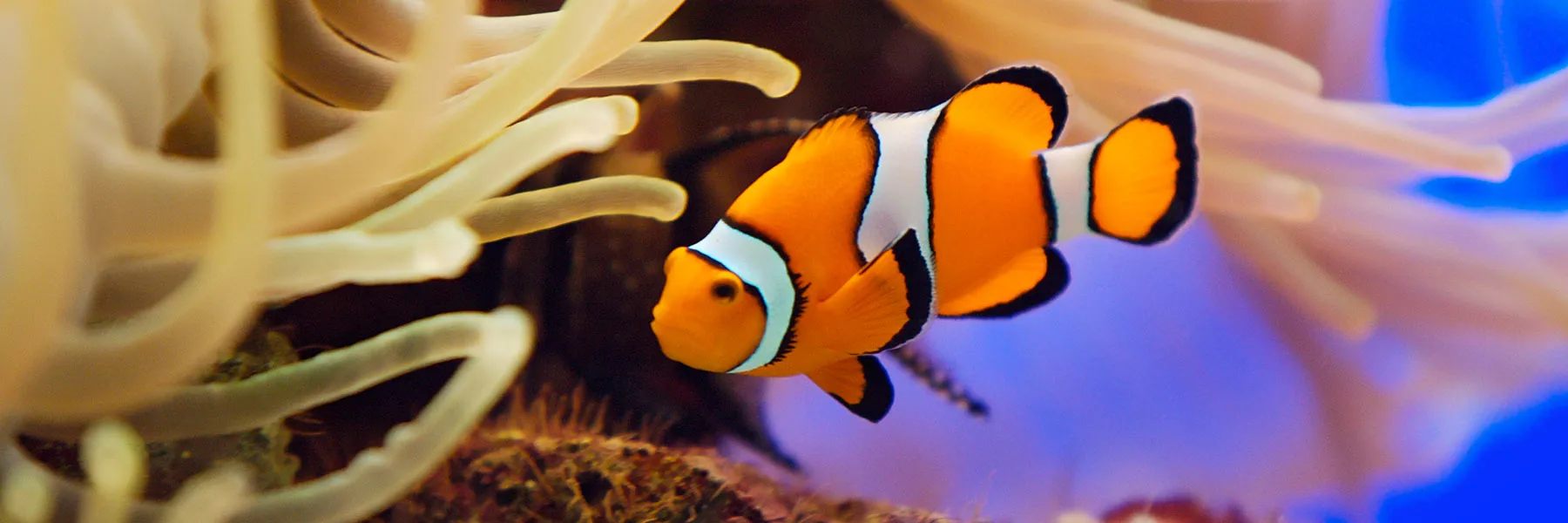 Clownfish 2 1800X600