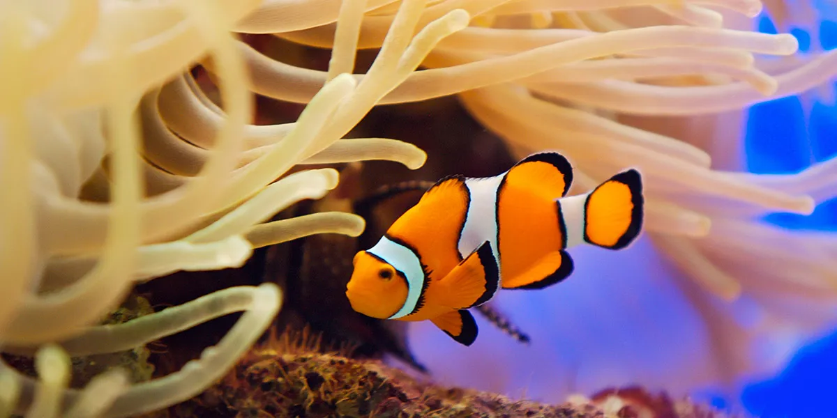 Clownfish 3 1200X600