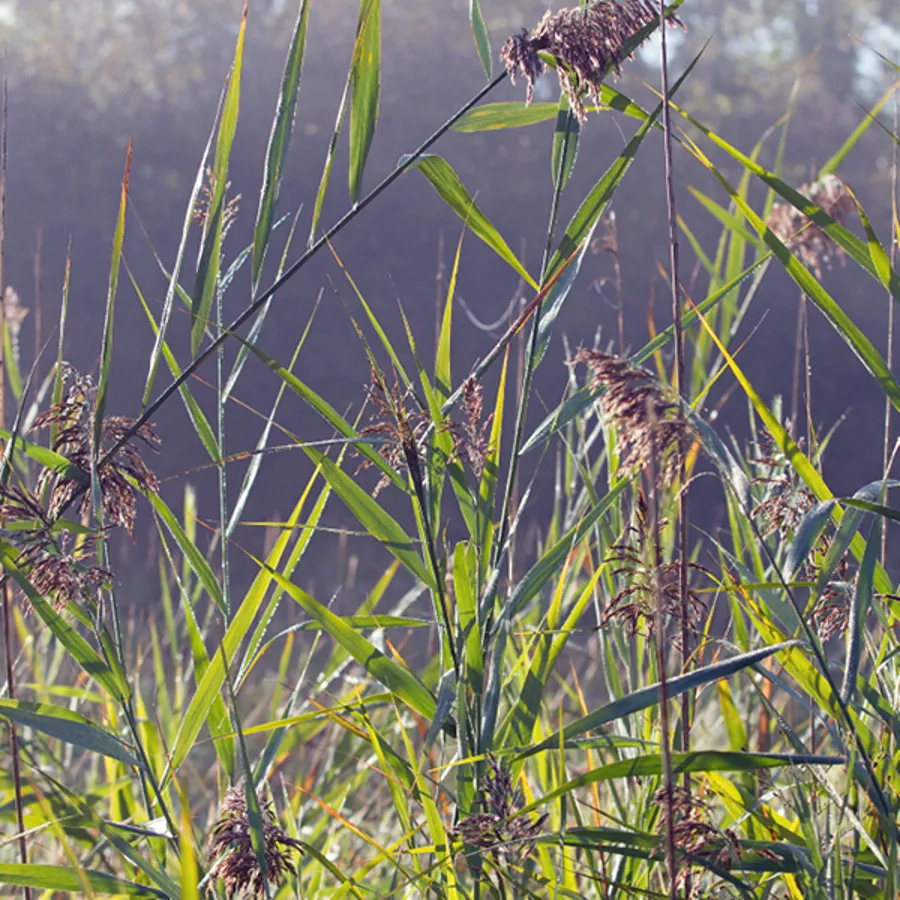 Phragmites in Michigan - Invasive Species | SEA LIFE Michigan Aquarium