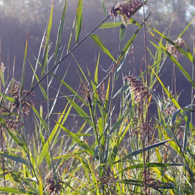 Phragmites 3 600X600