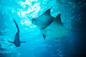 Cownose Rays 1400X1000
