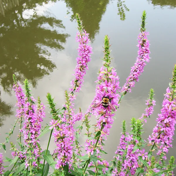 Purple Loosestrife 3 600X600