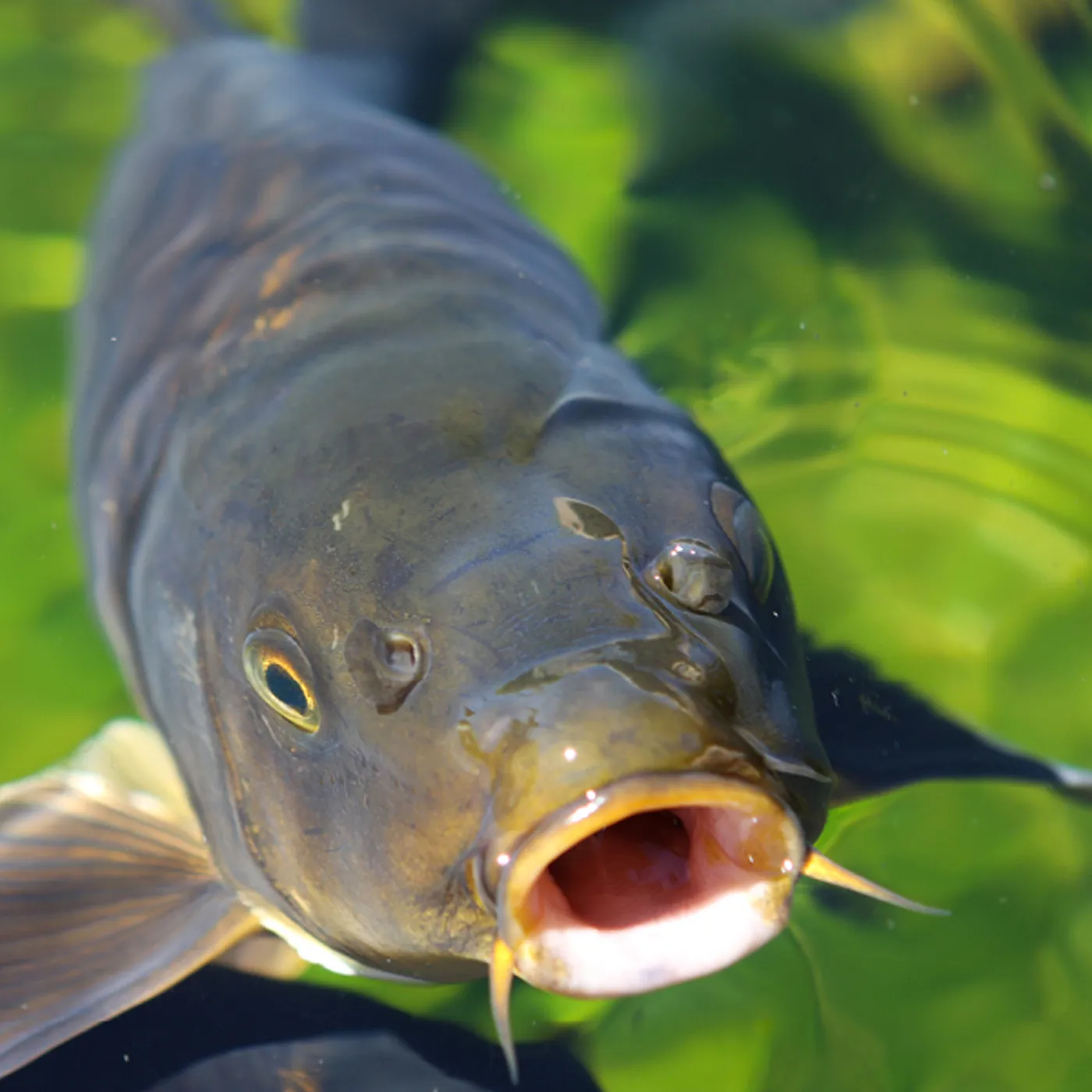 Asian Grass Carp in Michigan Invasive Species