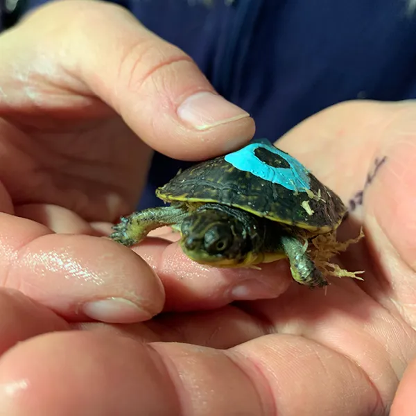 Blanding's Turtles - Protecting Michigan species