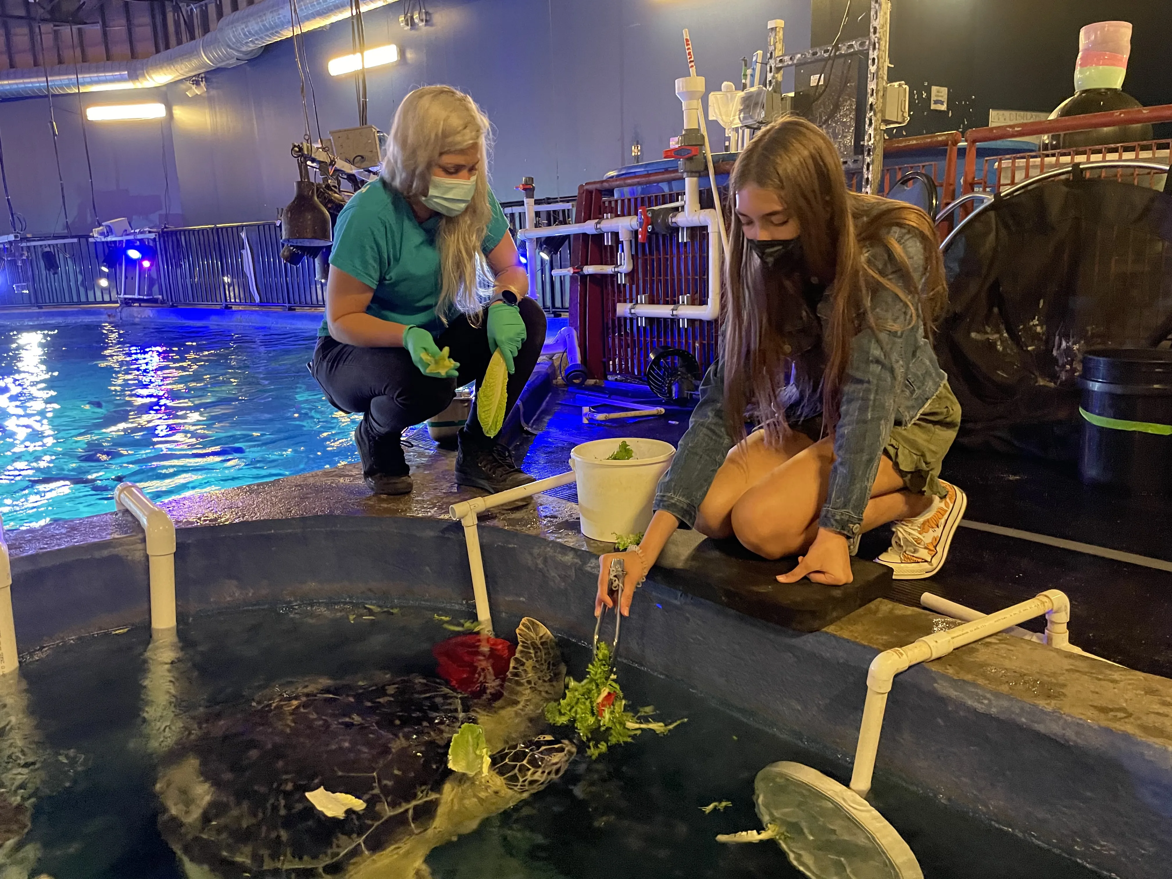 Feeding Sea Turtles