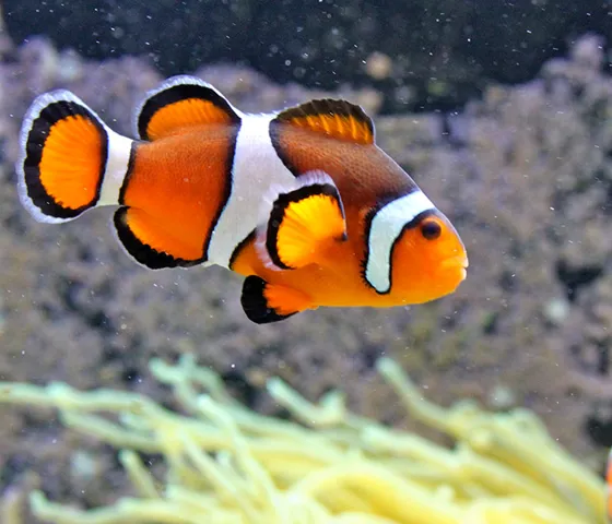 Clownfish 2 1200X600