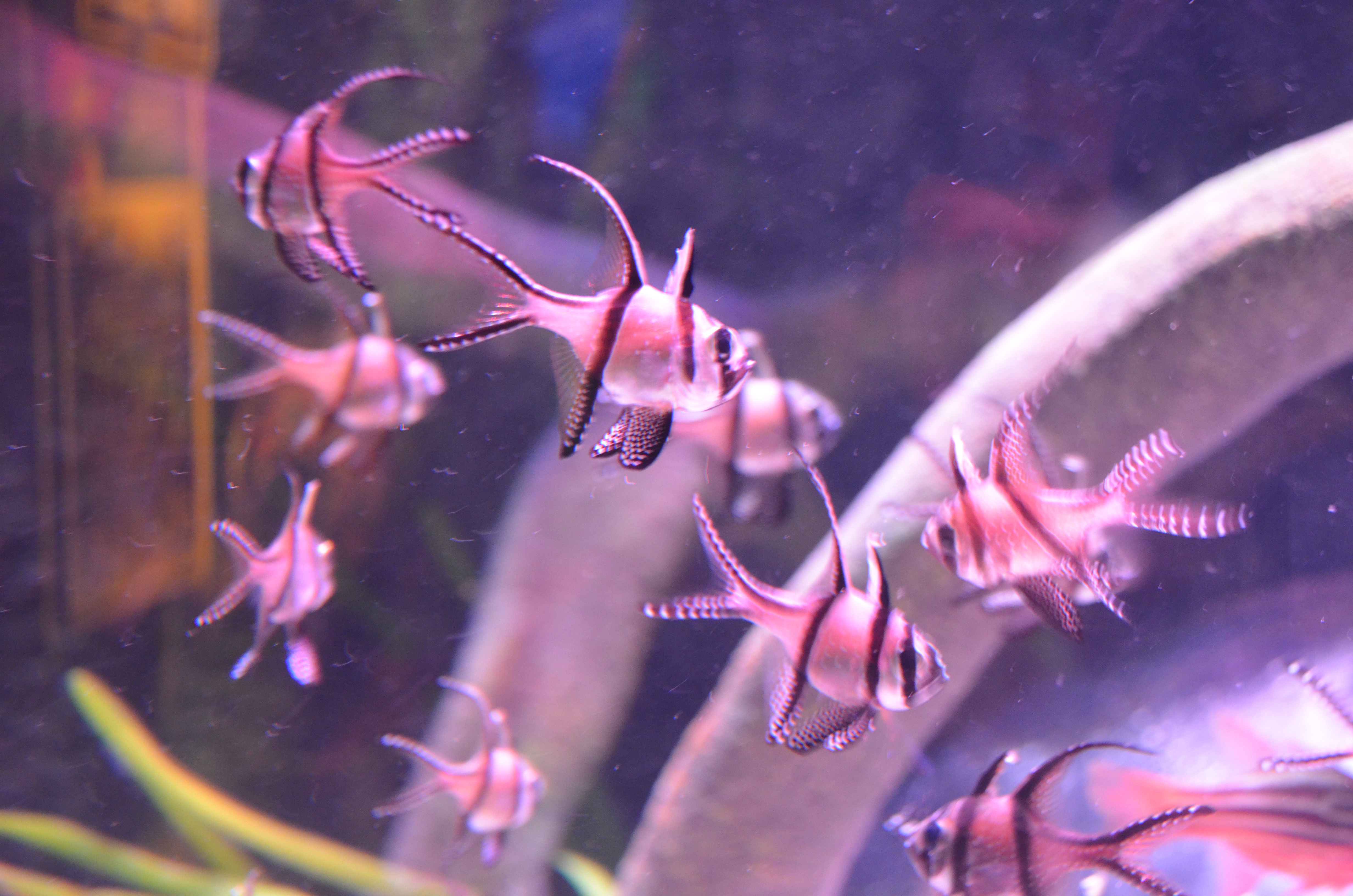 Banggai Cardinalfish Babies | SEA LIFE Michigan Aquarium