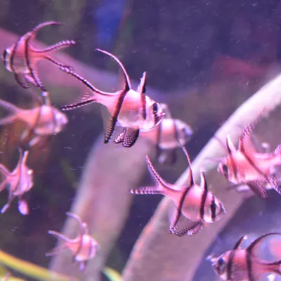 Banggai Cardinalfish Babies | SEA LIFE Michigan Aquarium