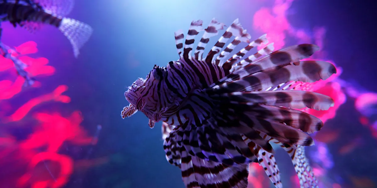 Lionfish 1200X600