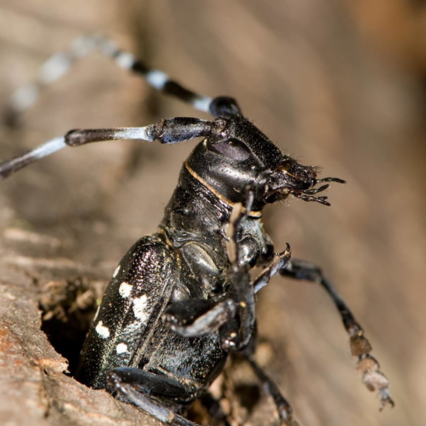 describe the case study of the asian longhorned beetle