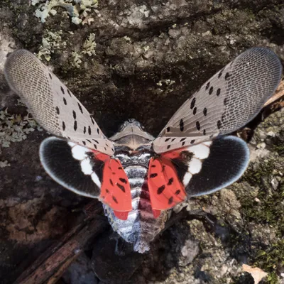 Lanternfly 3 600X600