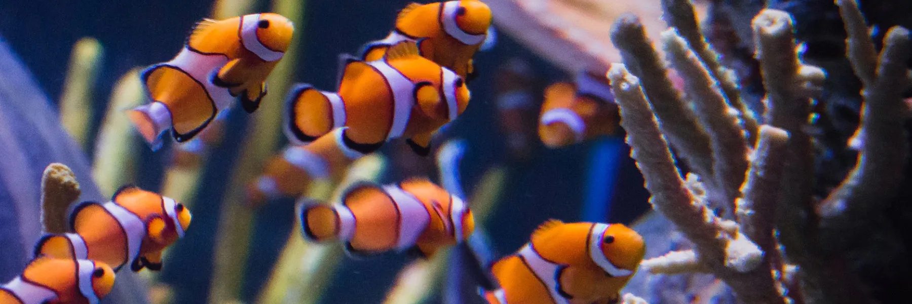 Clownfish 1800X600