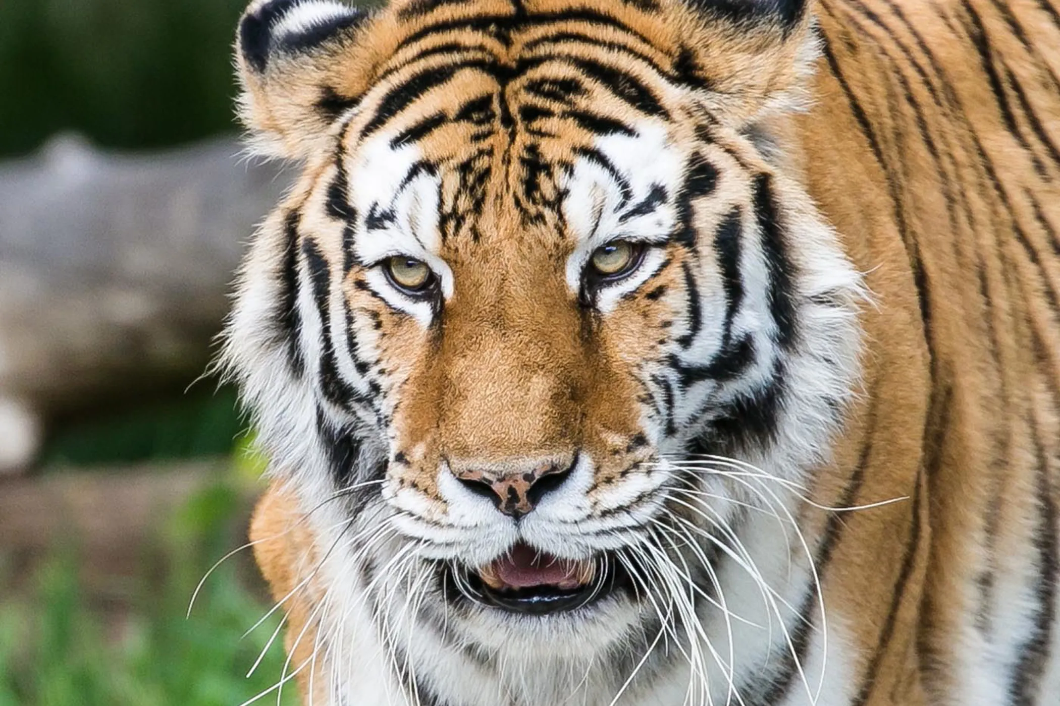 Detroit Zoo Membership Discounts Save 50