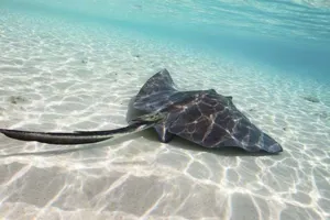 Stingray at SEA LIFE | SEA LIFE Aquarium