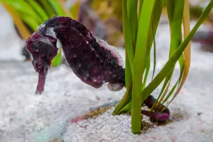 Seahorses at SEA LIFE | SEA LIFE Aquarium