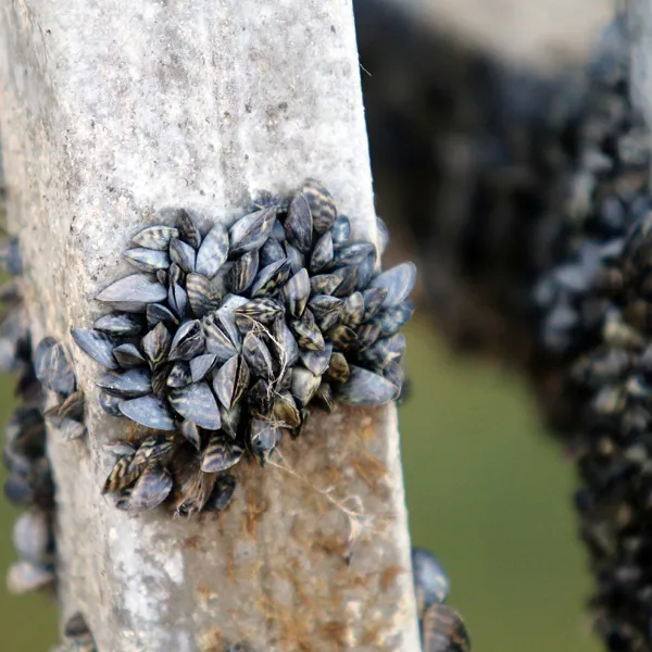 Zebra Mussels in Michigan Invasive Species SEA LIFE Michigan Aquarium