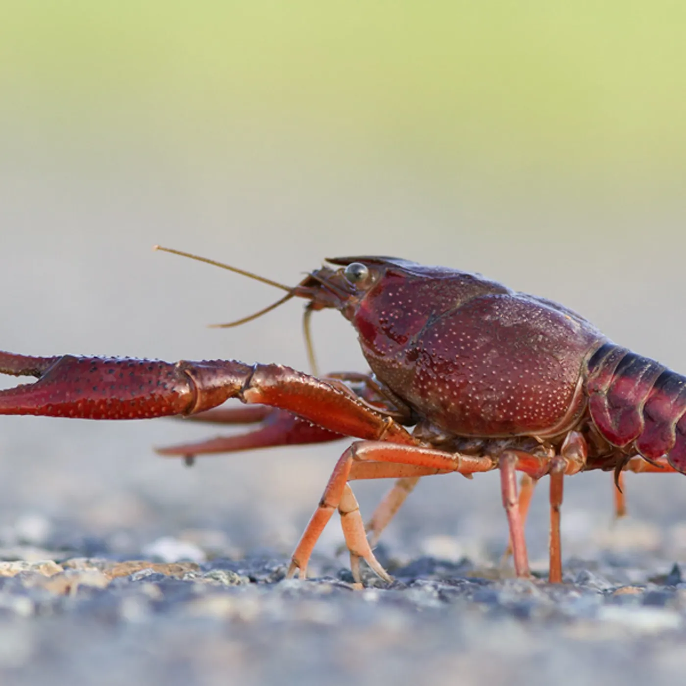 Red Swamp Crayfish Michigan Invasive Species SEA LIFE Michigan Aquarium