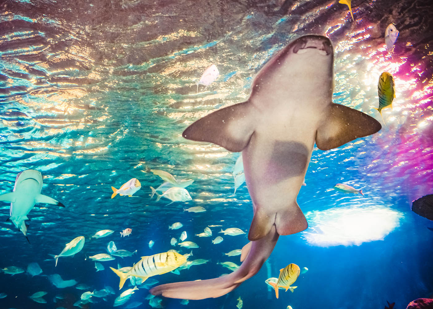 Nurse Shark | SEA LIFE Aquarium