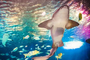 Happening Tuesday! Seaquarium nurse shark to predict winner of the Big Game, News