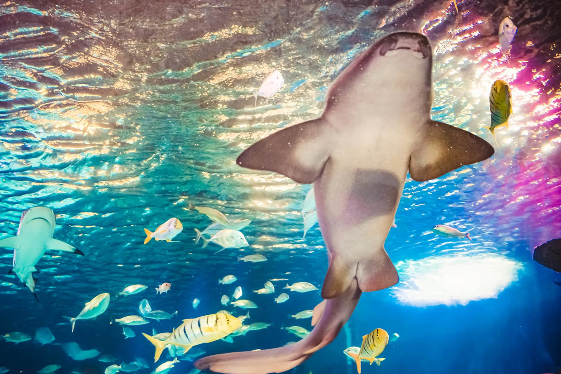 Sharks SEA LIFE Michigan Aquarium