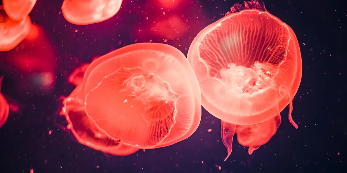 Jellies 1200X600