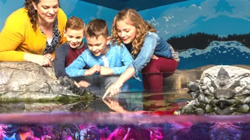 Touchpool | SEA LIFE Aquarium