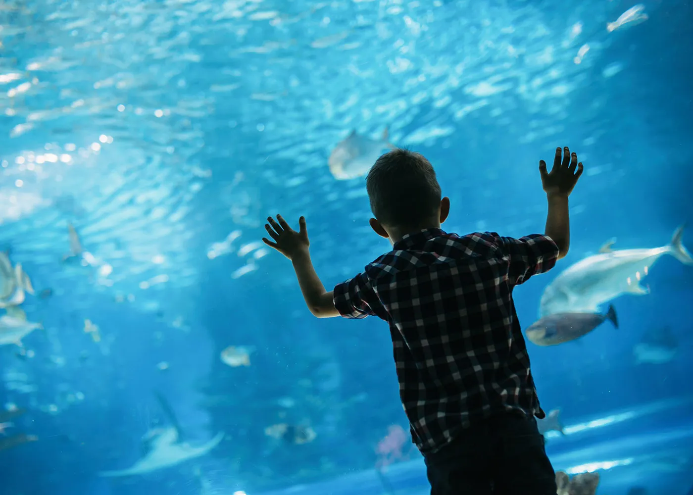 SEA LIFE Michigan Aquarium Exhibit + Boy 1400X1000