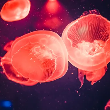 Jellies 600X600