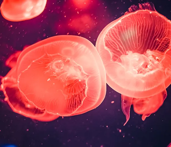 Jellies 600X600