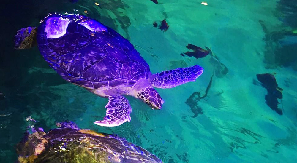 Benson Sea Turtle | SEA LIFE Aquarium