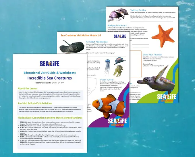 Sea Creatures Visit Guide Sealife Schools