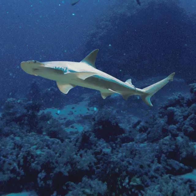 Bonnethead Shark | SEA LIFE Aquarium