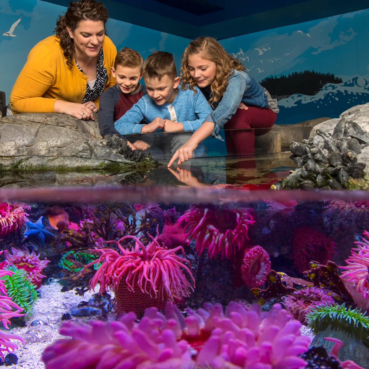 Interactive Touchpool | SEA LIFE Michigan Aquarium