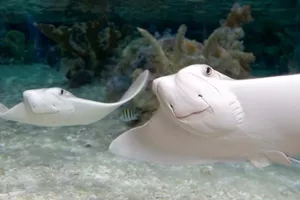 Cow Nosed Ray | SEA LIFE Aquarium